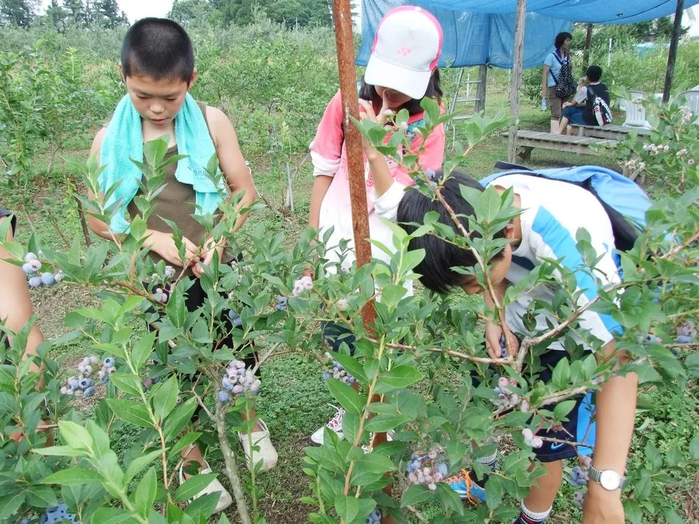 無農薬なのでそのまま食べられます。お子様もご安心ください。