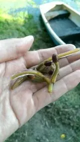 とりたてです！にゅりゅっとした独特の食感です。