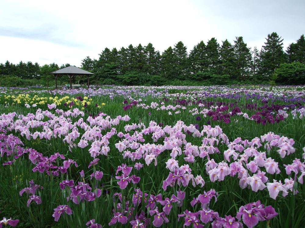 見頃（ほぼ満開）を迎えた花菖蒲園。