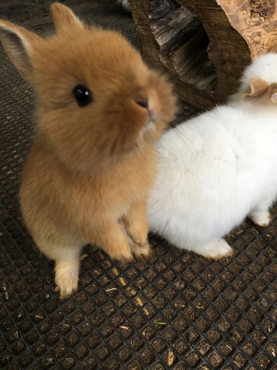 うさぎ小屋
