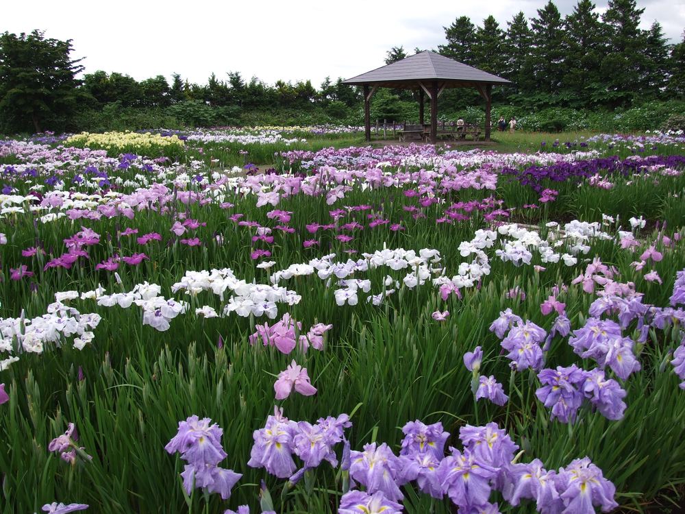 3,000坪の面積に、500種類20万株の花菖蒲があります。