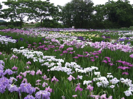 花菖蒲（はなしょうぶ）