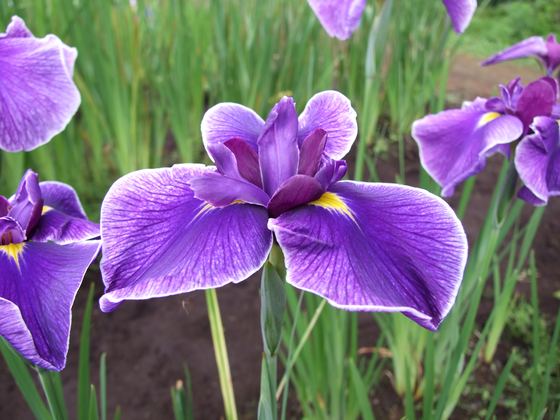 花菖蒲園