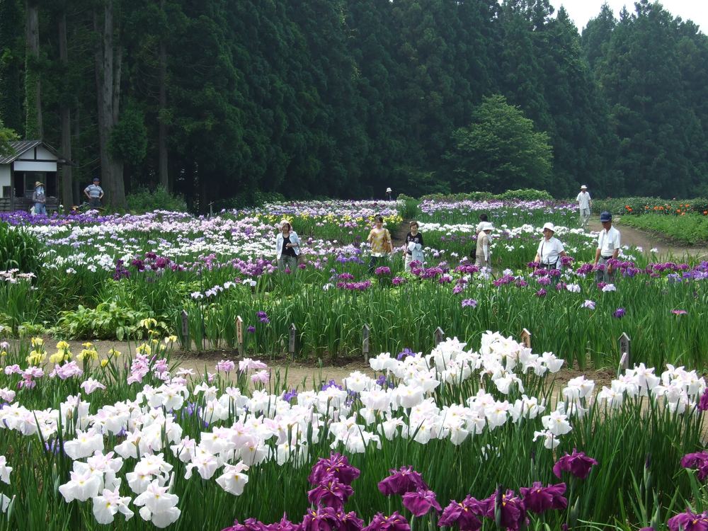 当園作出の花菖蒲
