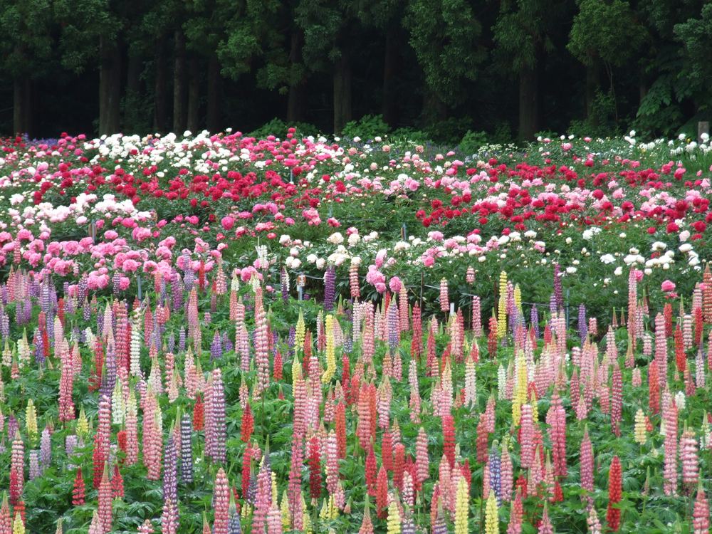 6月上旬ごろは、隣接する芍薬園が見頃になり、ルピナス・芍薬の共演を楽しむことができます。