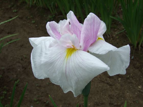 花菖蒲園