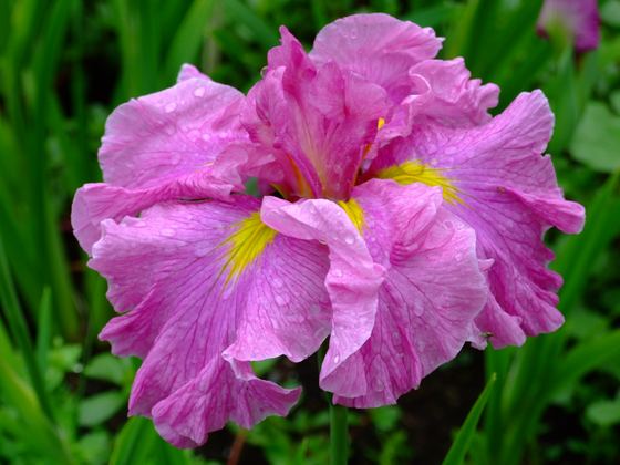 紅桜（肥後系）