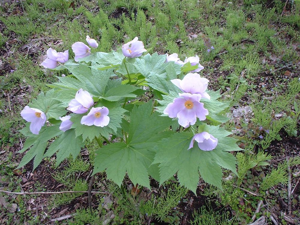 高さ　花時：約30cm