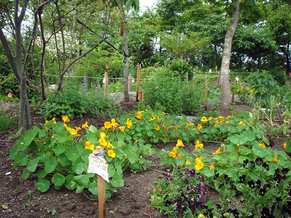 春から秋まで季節の移り変わりとともに、さまざまな花を咲かせる山野草園。園芸植物のような豪華さはないものの、素朴で可憐な美しさがあります。