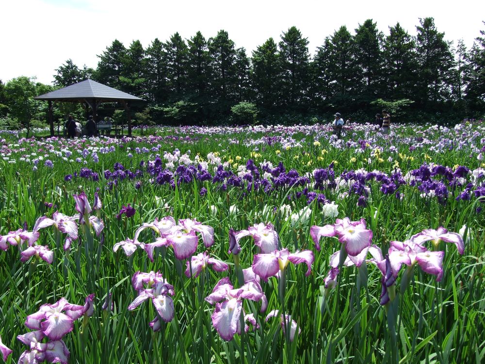 花菖蒲は、連作障害（嫌地現象）があり、3～4年に1回は植え替えしないと立派な花を咲かせてくれません。