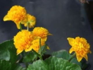 八重リュウキンカ