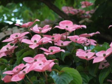 その他の植物