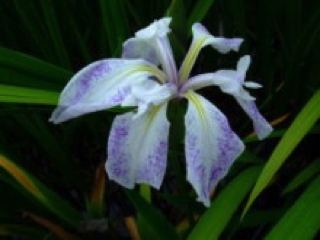 カキツバタ（星の冠）