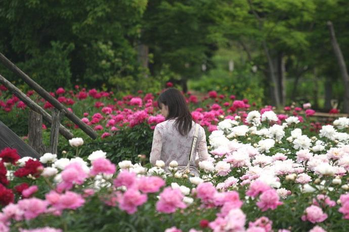『立てば芍薬 座れば牡丹 歩く姿は百合の花』