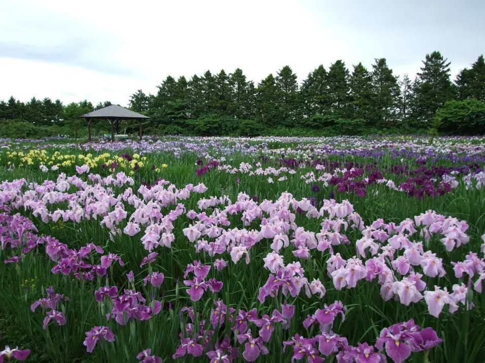 The iris garden in full bloom