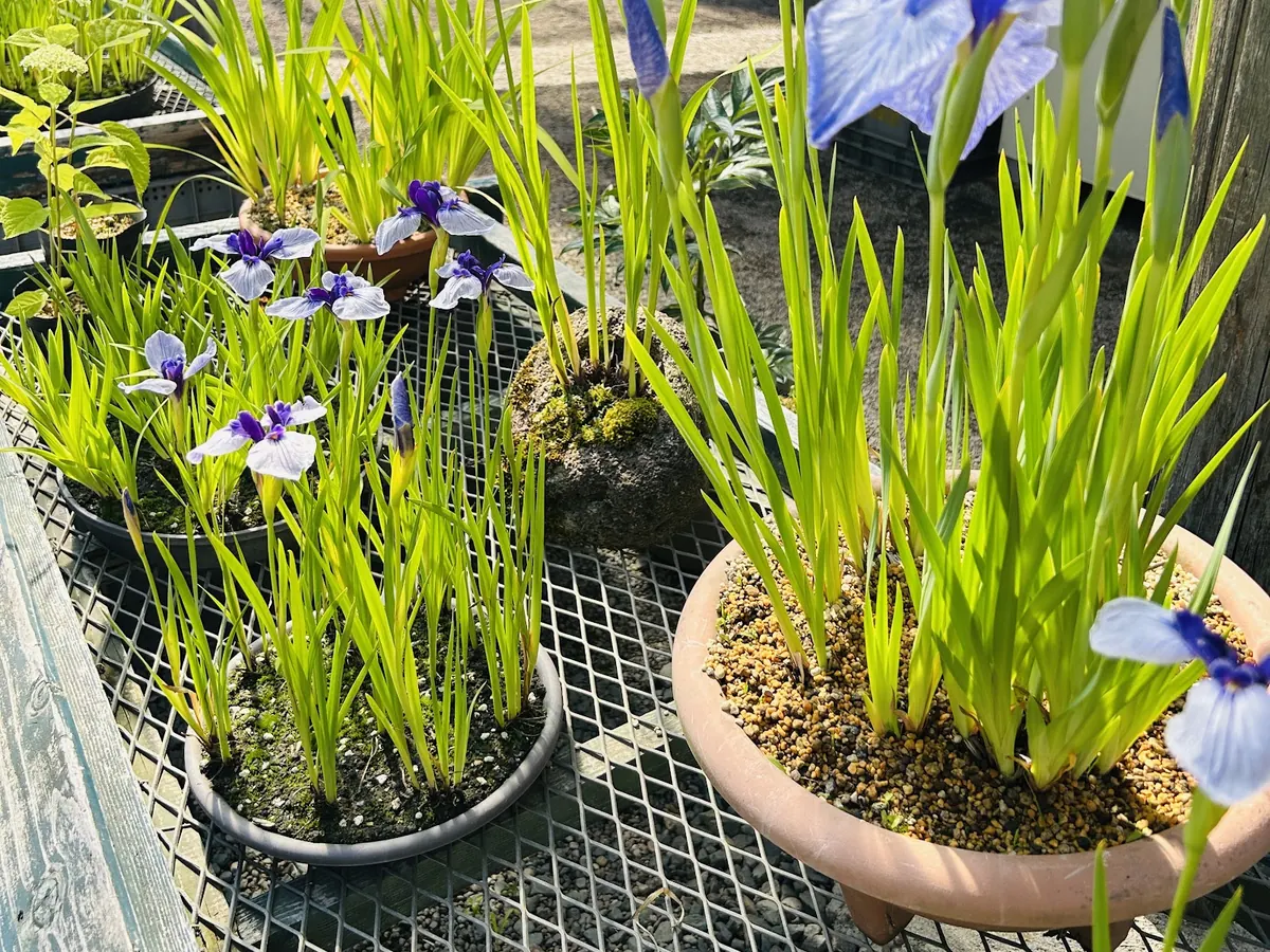花菖蒲販売所の鉢植えの花菖蒲