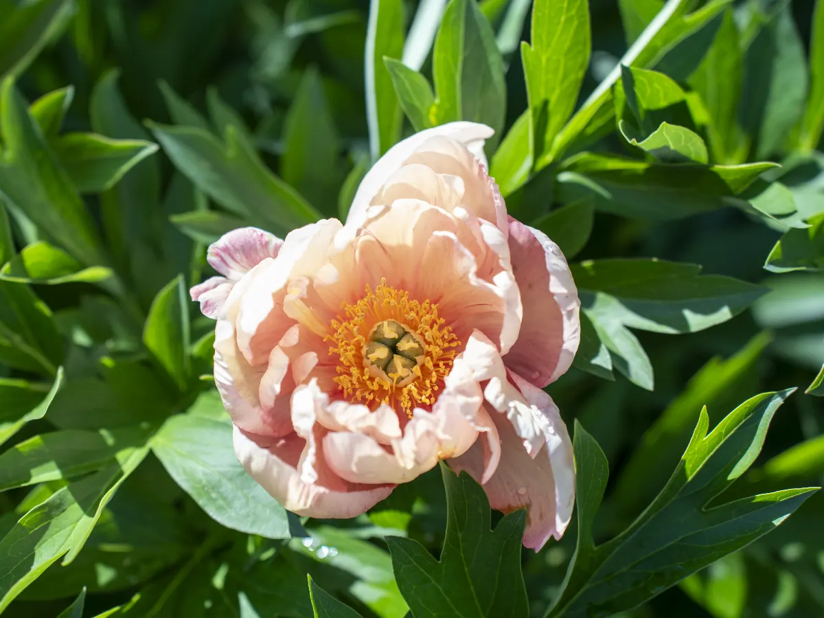 芍薬の花