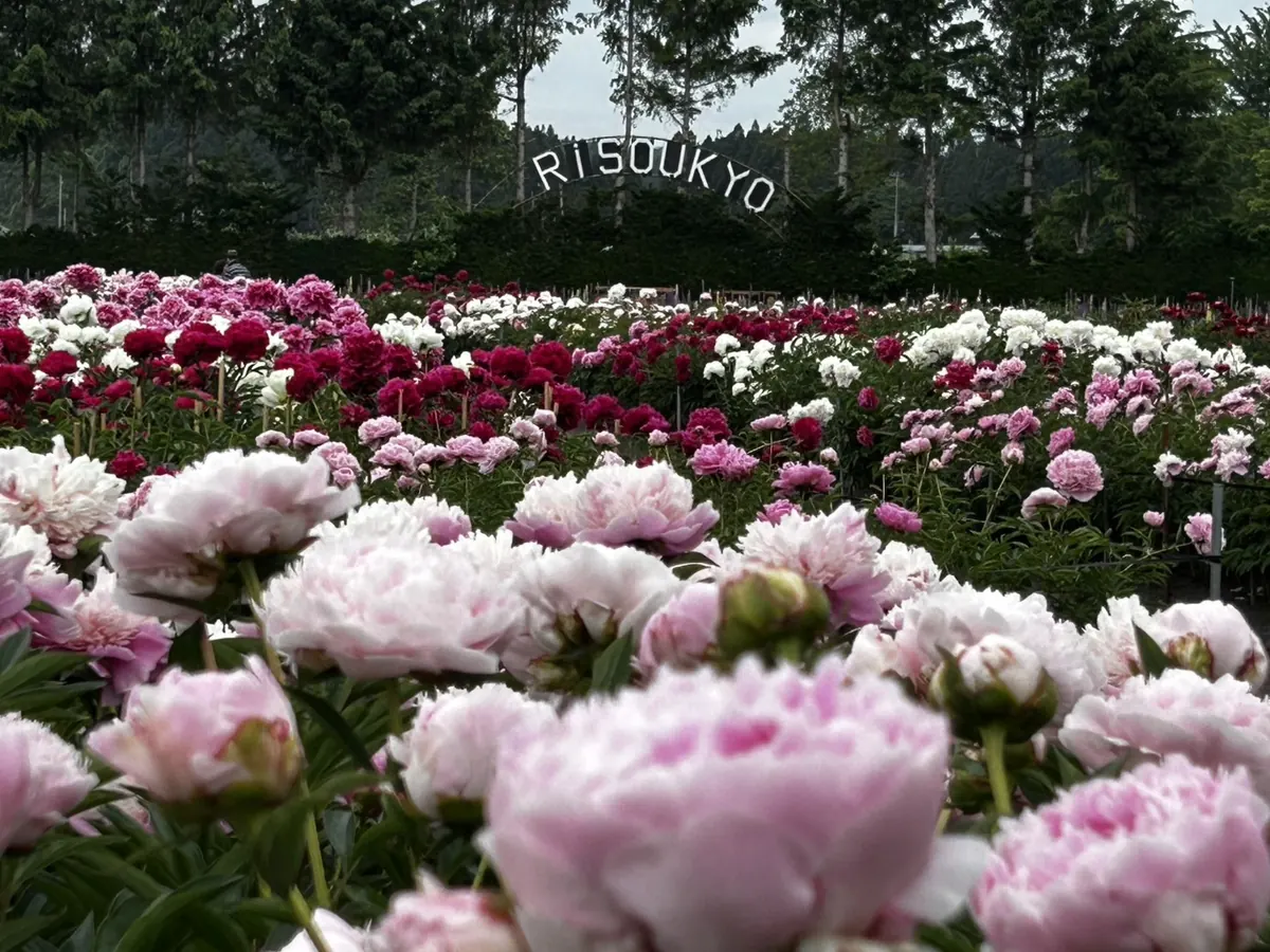 芍薬園と RISOUKYO の文字