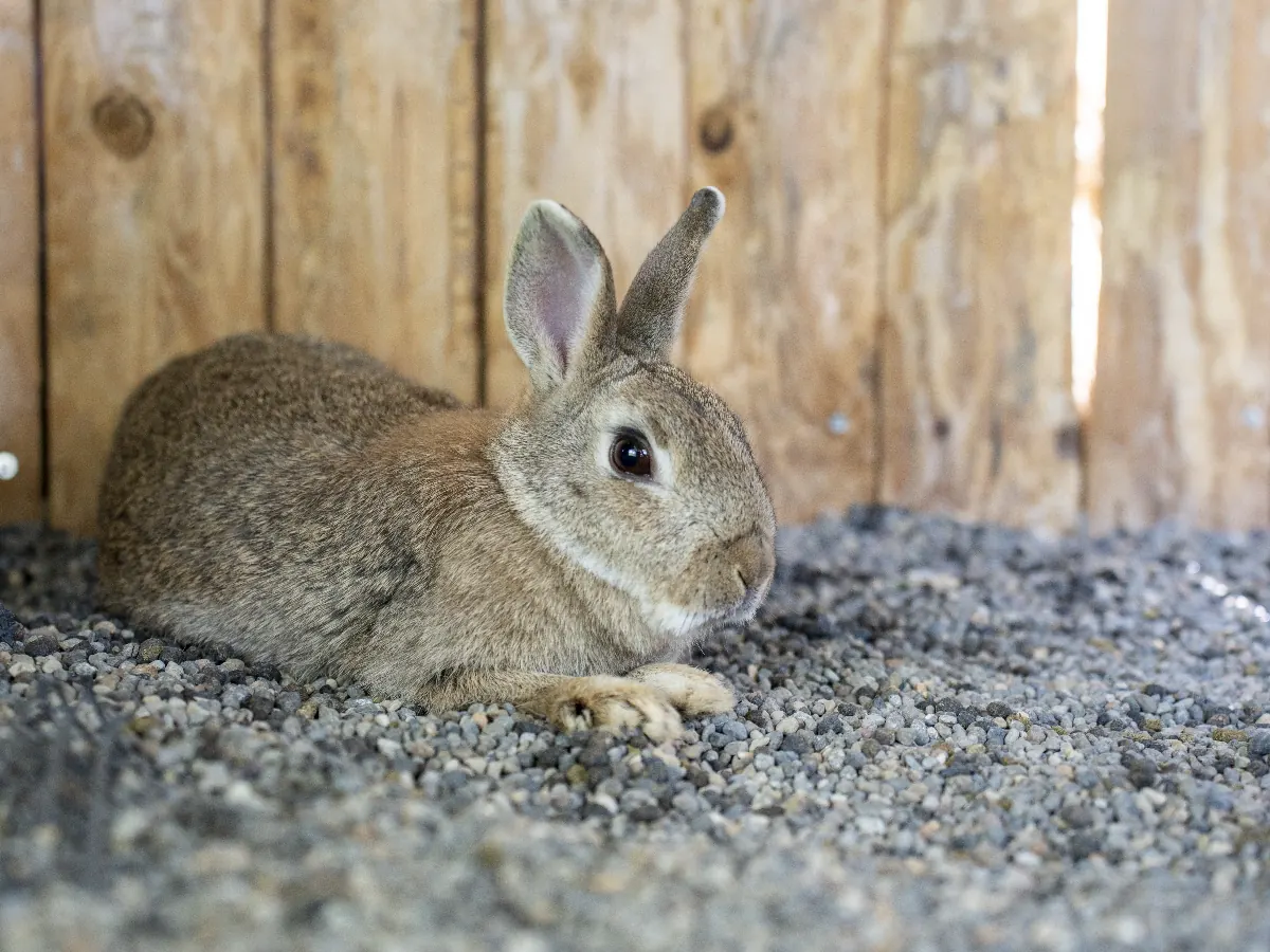 うさぎ小屋のうさぎ
