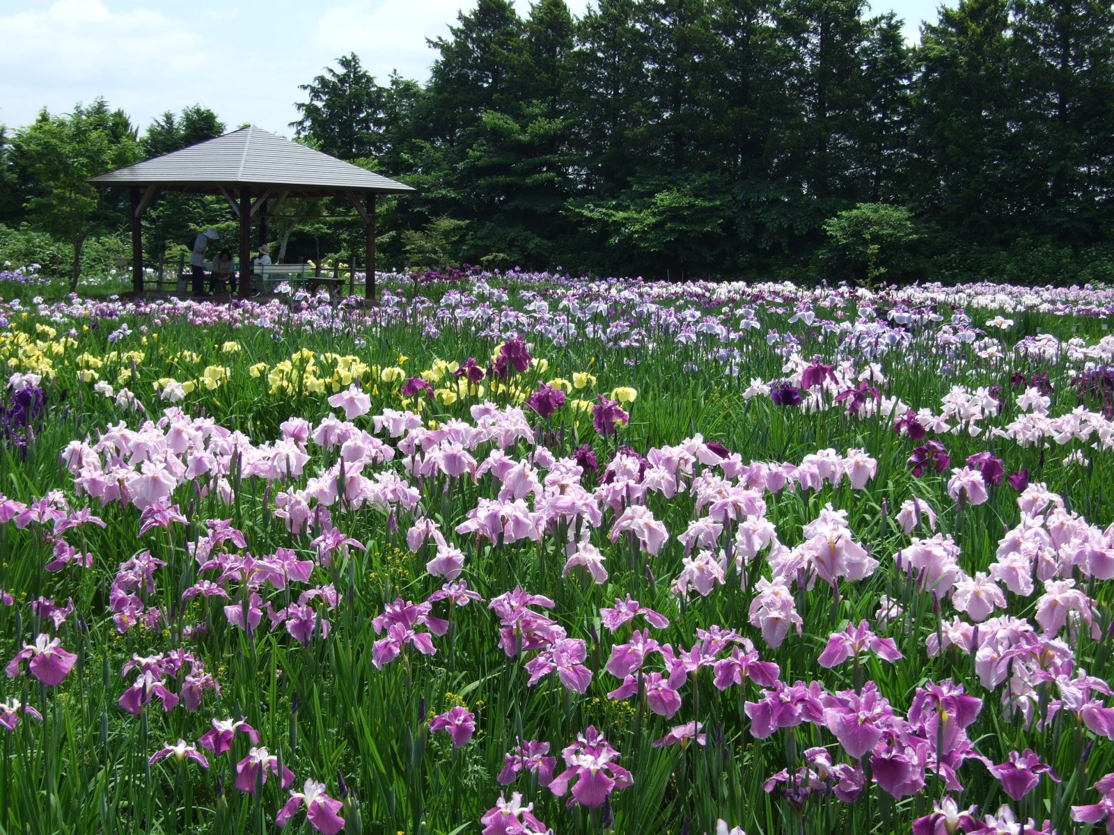 花菖蒲まつり 2026