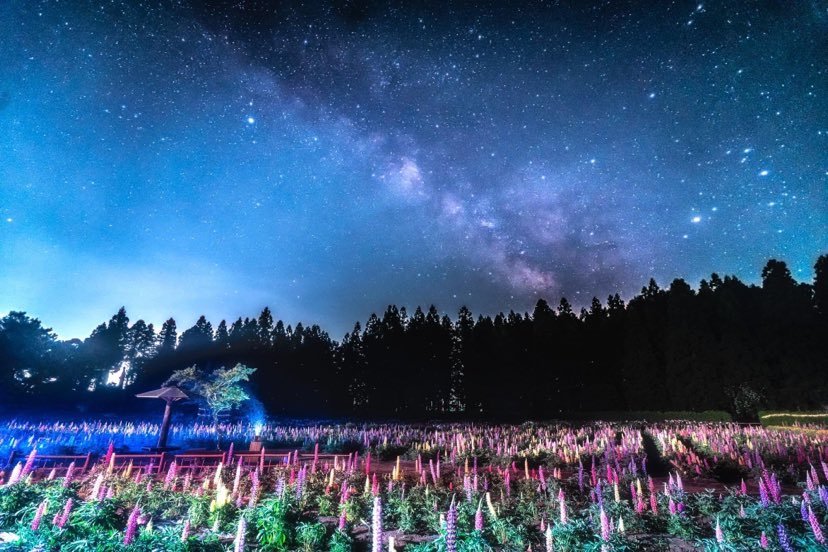 ライトイベント －光と花－　Imagination Night 2026（6/19.20.21）3日間限定