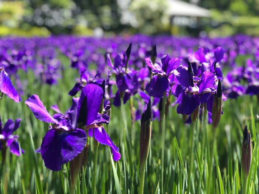 アヤメ（花菖蒲ではありません）が見頃になりました！