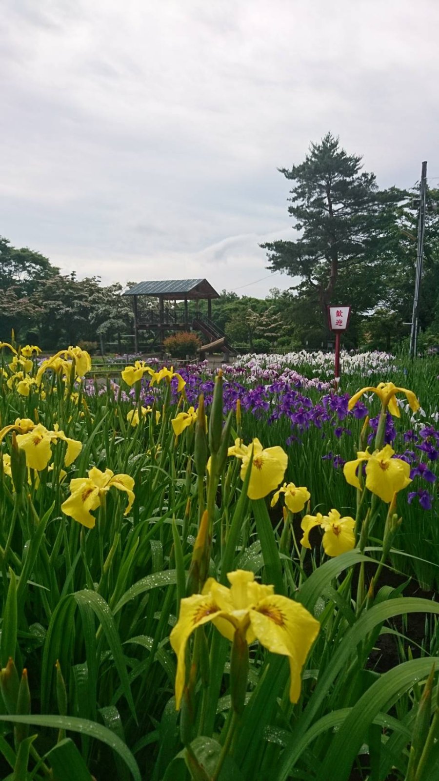 花菖蒲が見頃になりました！（7月上～中旬ごろまで）
