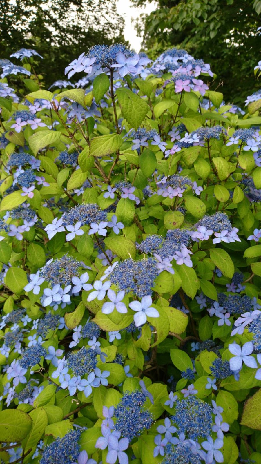紫陽花（あじさい）が見頃になりました