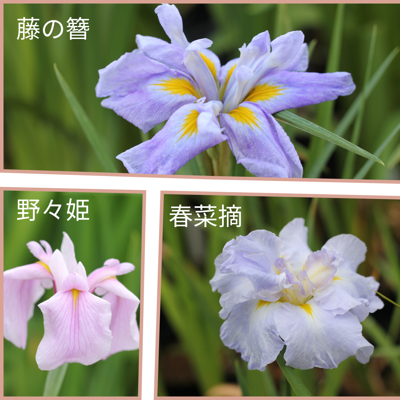 花菖蒲‐セット販売商品のご案内（育種家 清水弘氏とのコラボ商品）