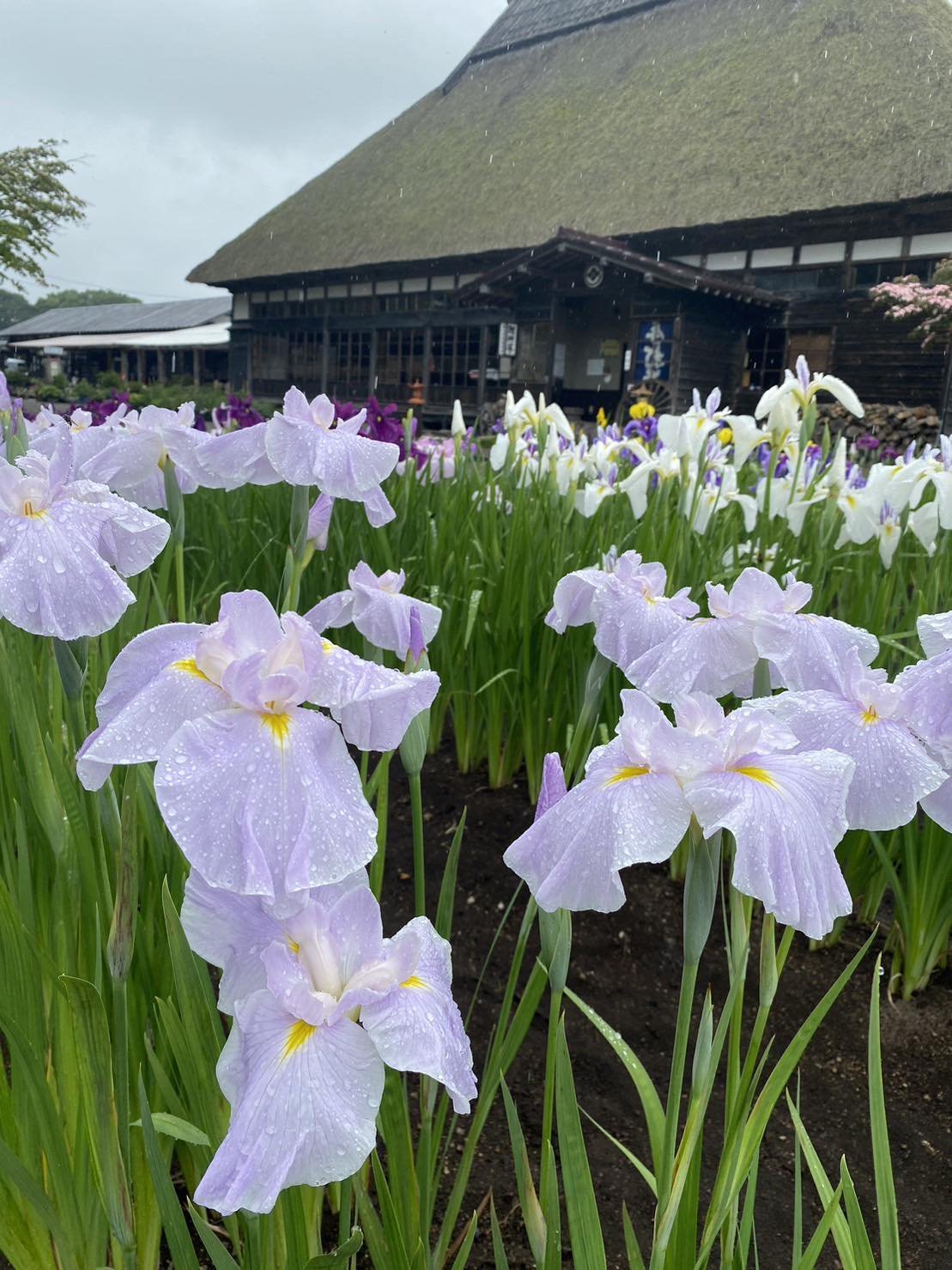 花菖蒲が見ごろになりました