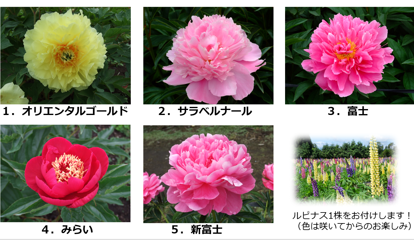 母の日ギフト企画　芍薬を贈りませんか？【終了しました】