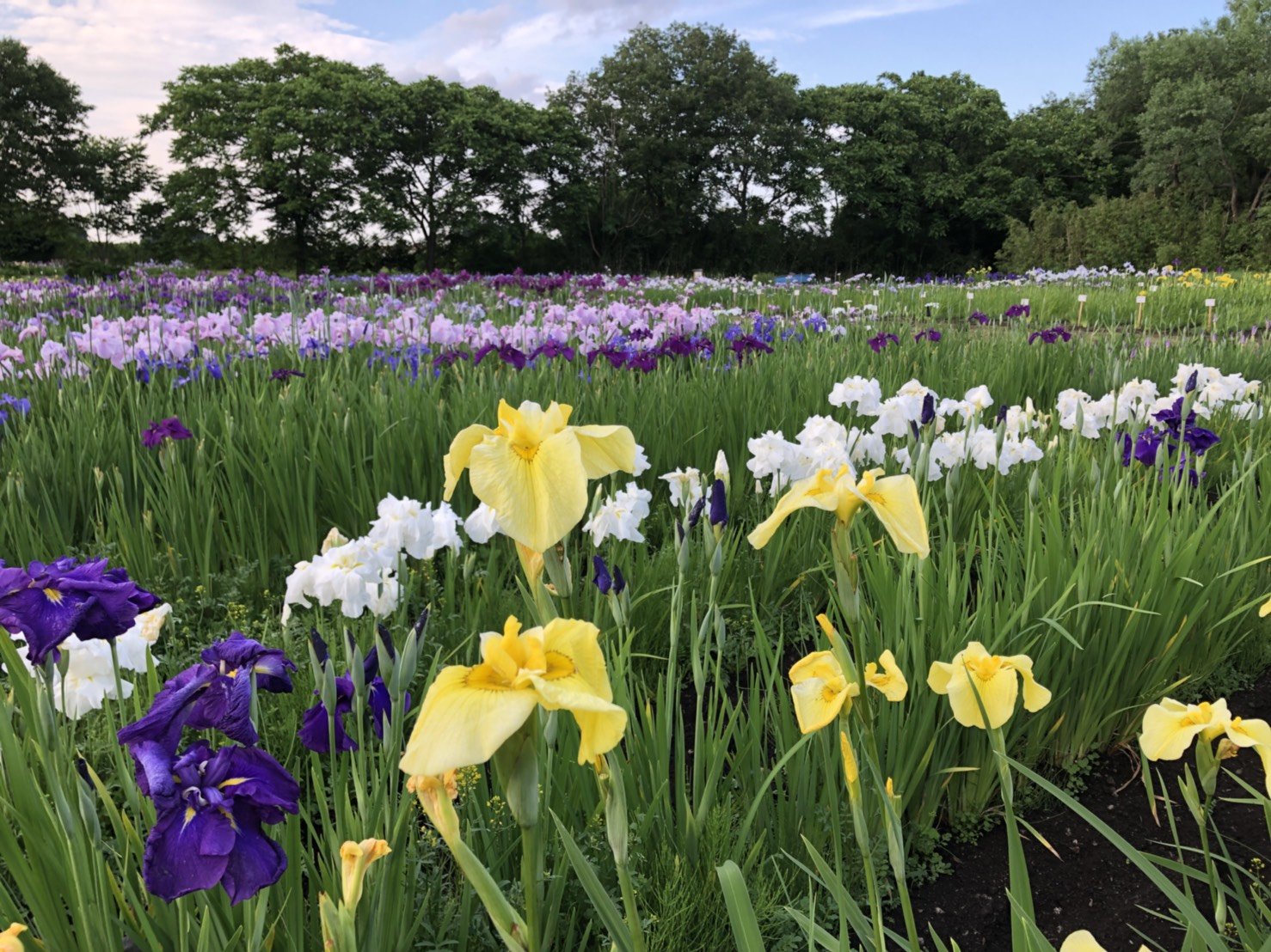 現在の開花状況（随時更新しています）