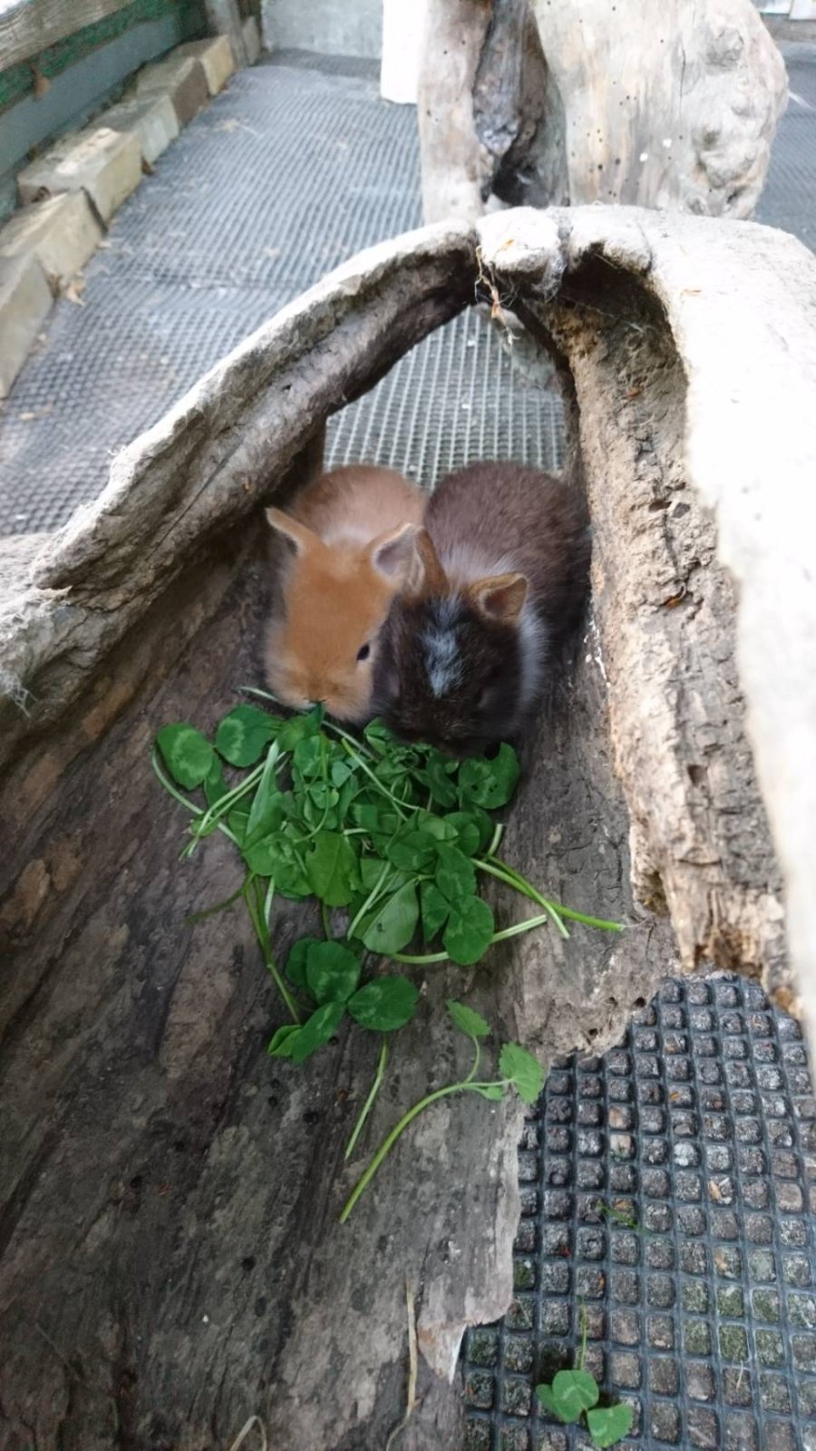 うさぎの赤ちゃんデビューしました！