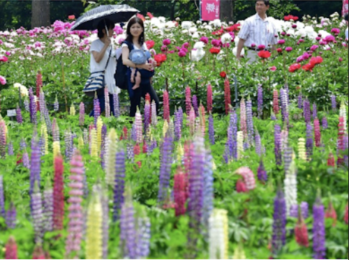 東奥日報にルピナス・芍薬の様子が掲載されました！