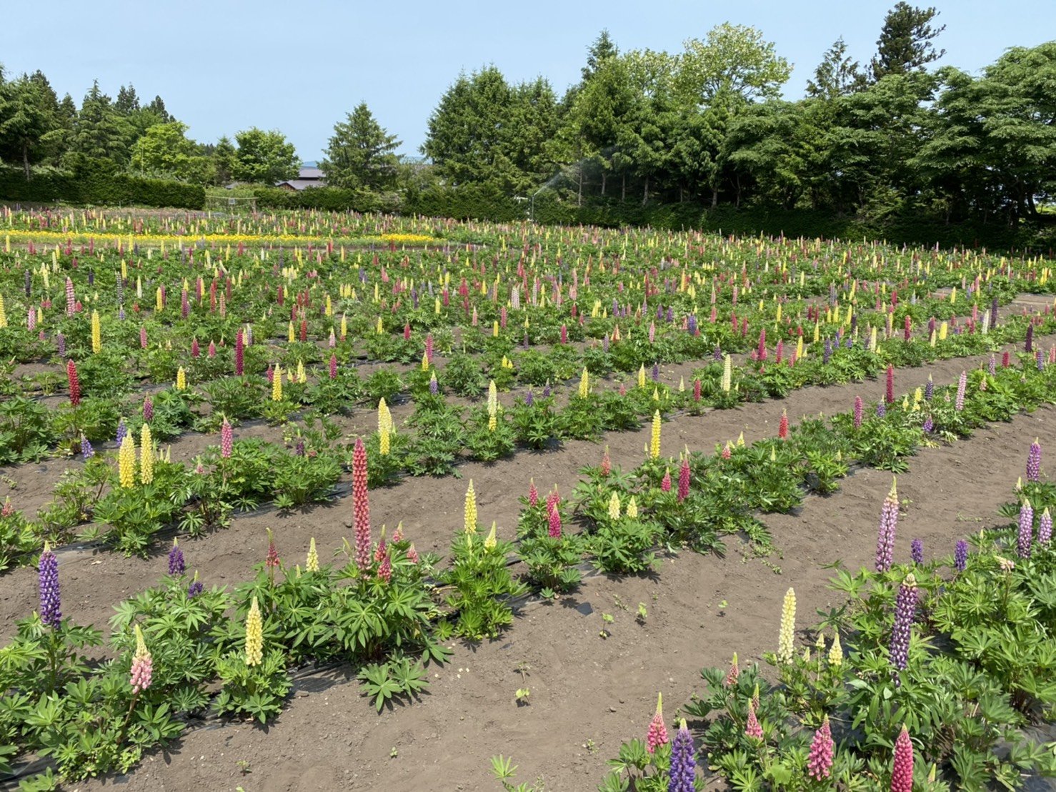 ルピナスが見頃を迎えています【6月下旬まで】