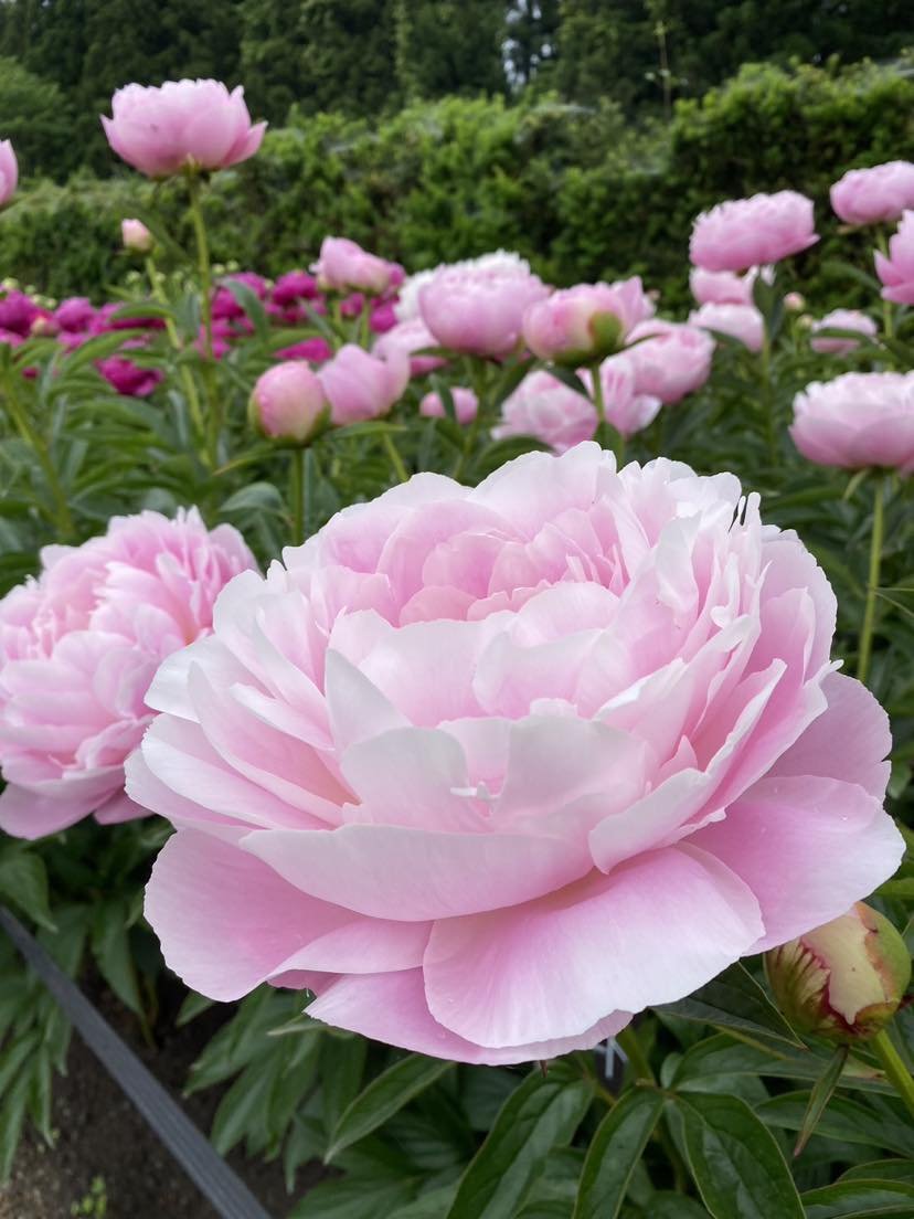 芍薬が見ごろになりました！