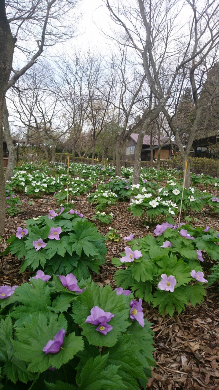 4月27日から開園します
