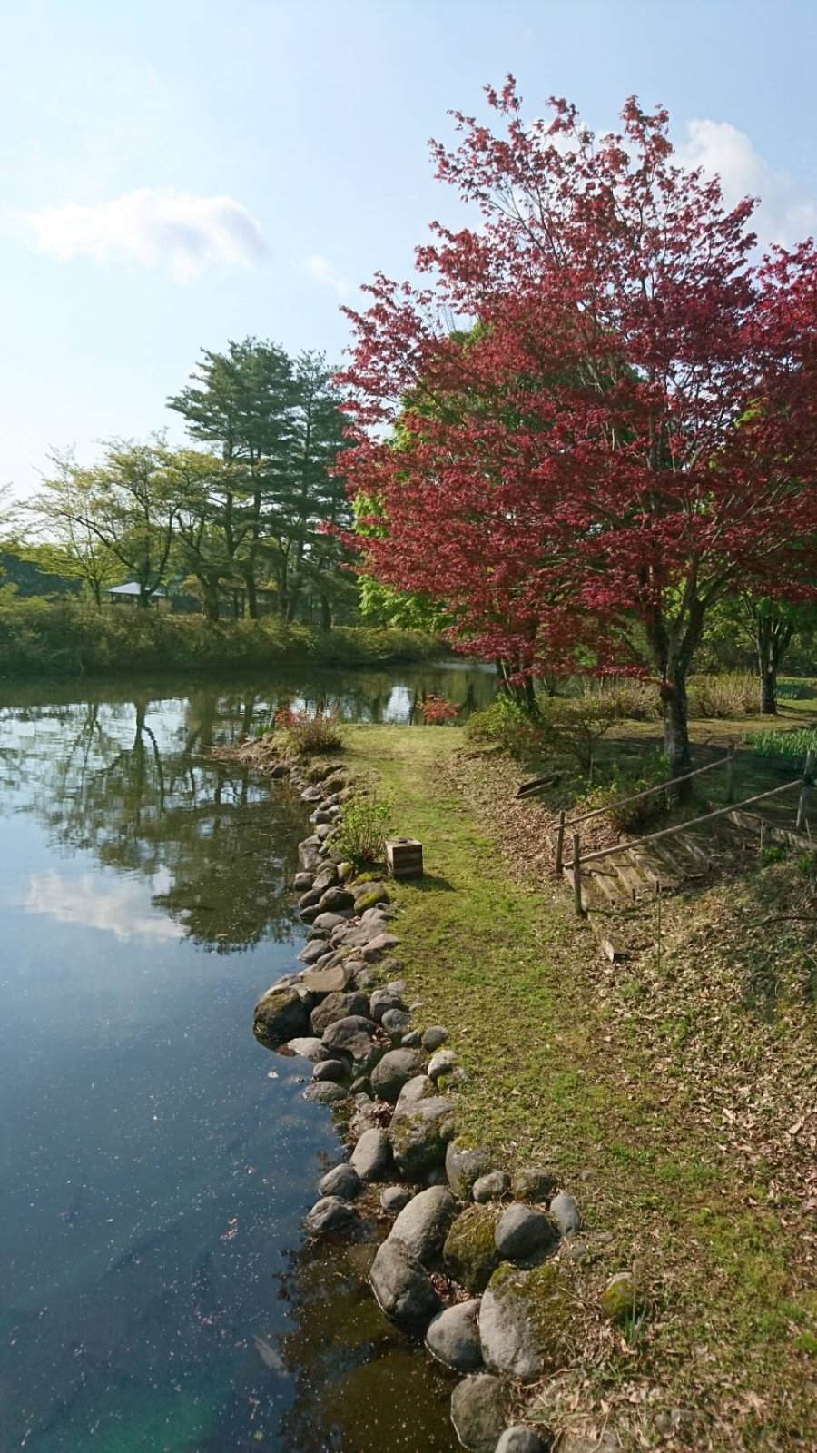 5月上～中旬の見頃は？