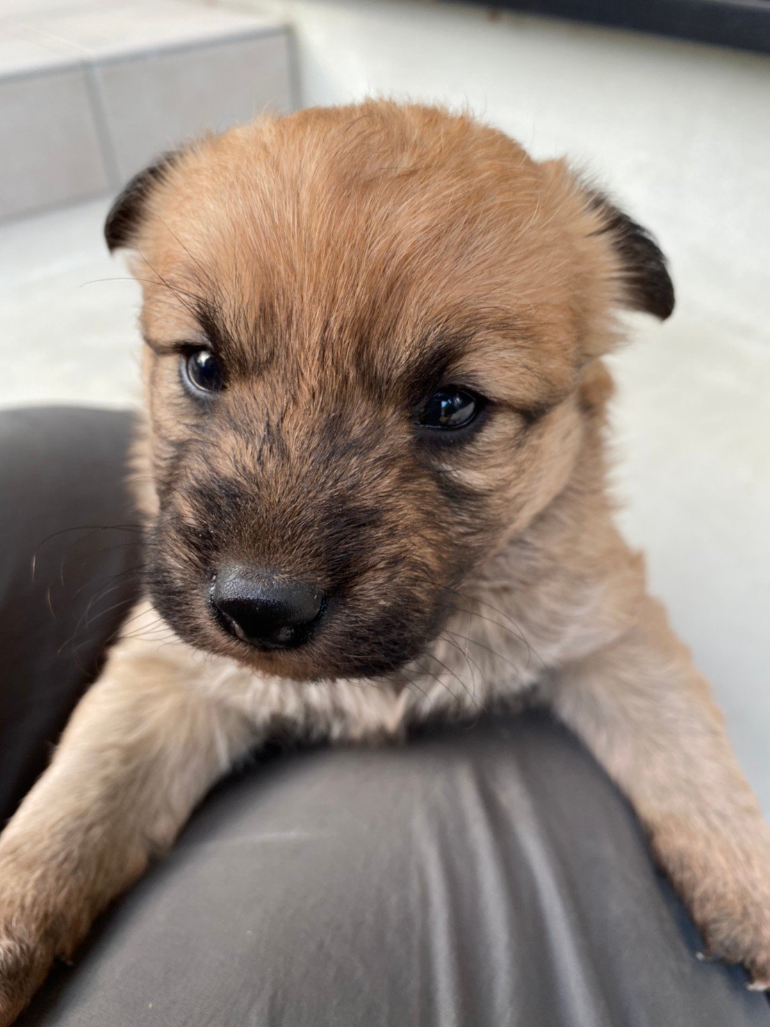 【終了しました】子犬の里親募集について（11/20まで）