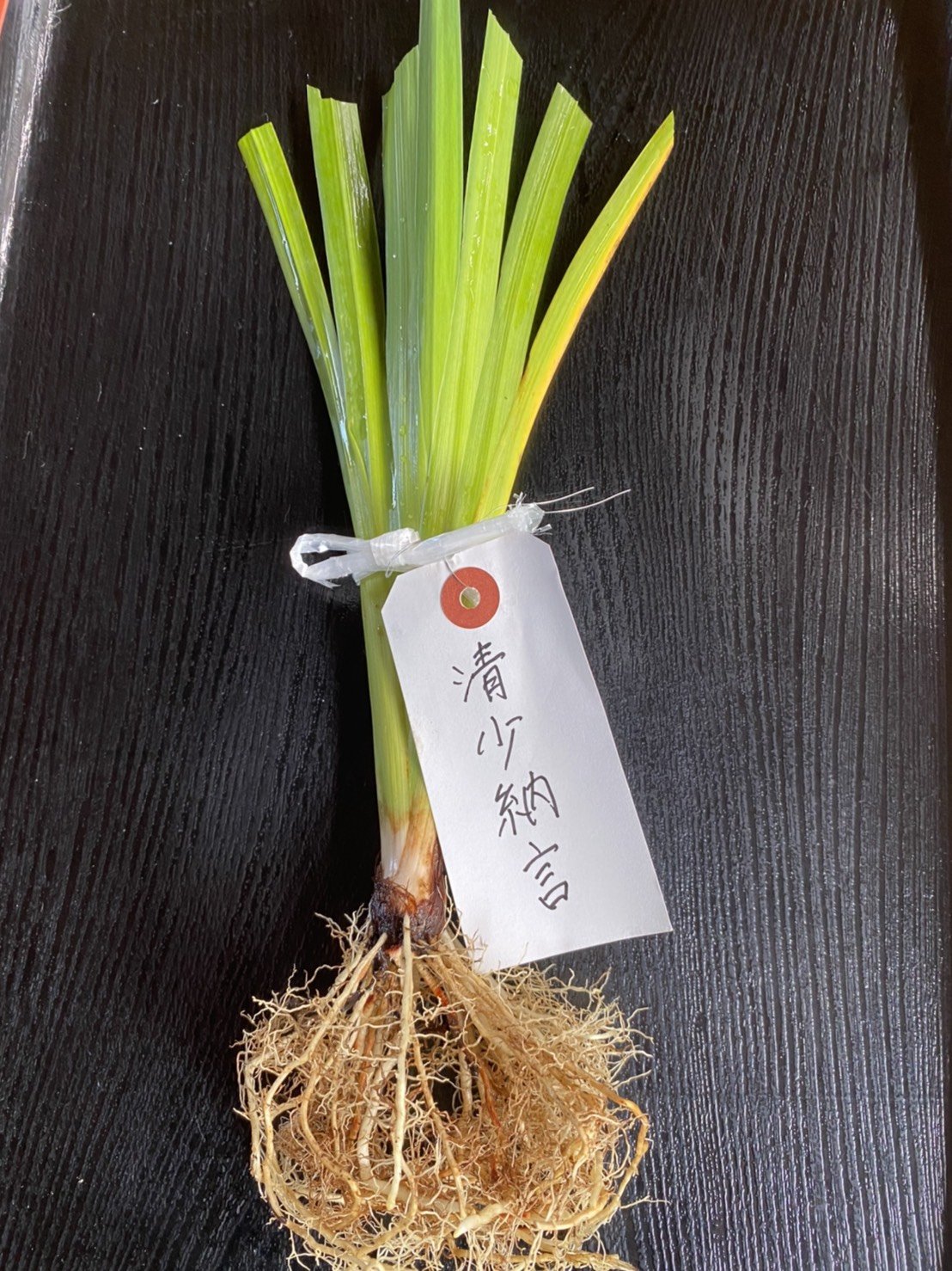 【重要】花菖蒲の販売方法を変更します（2021年9月1日～)