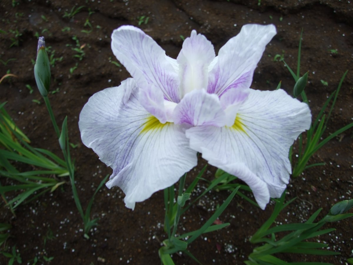 芦沢の春
