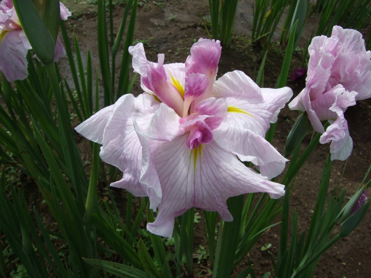 迎春花