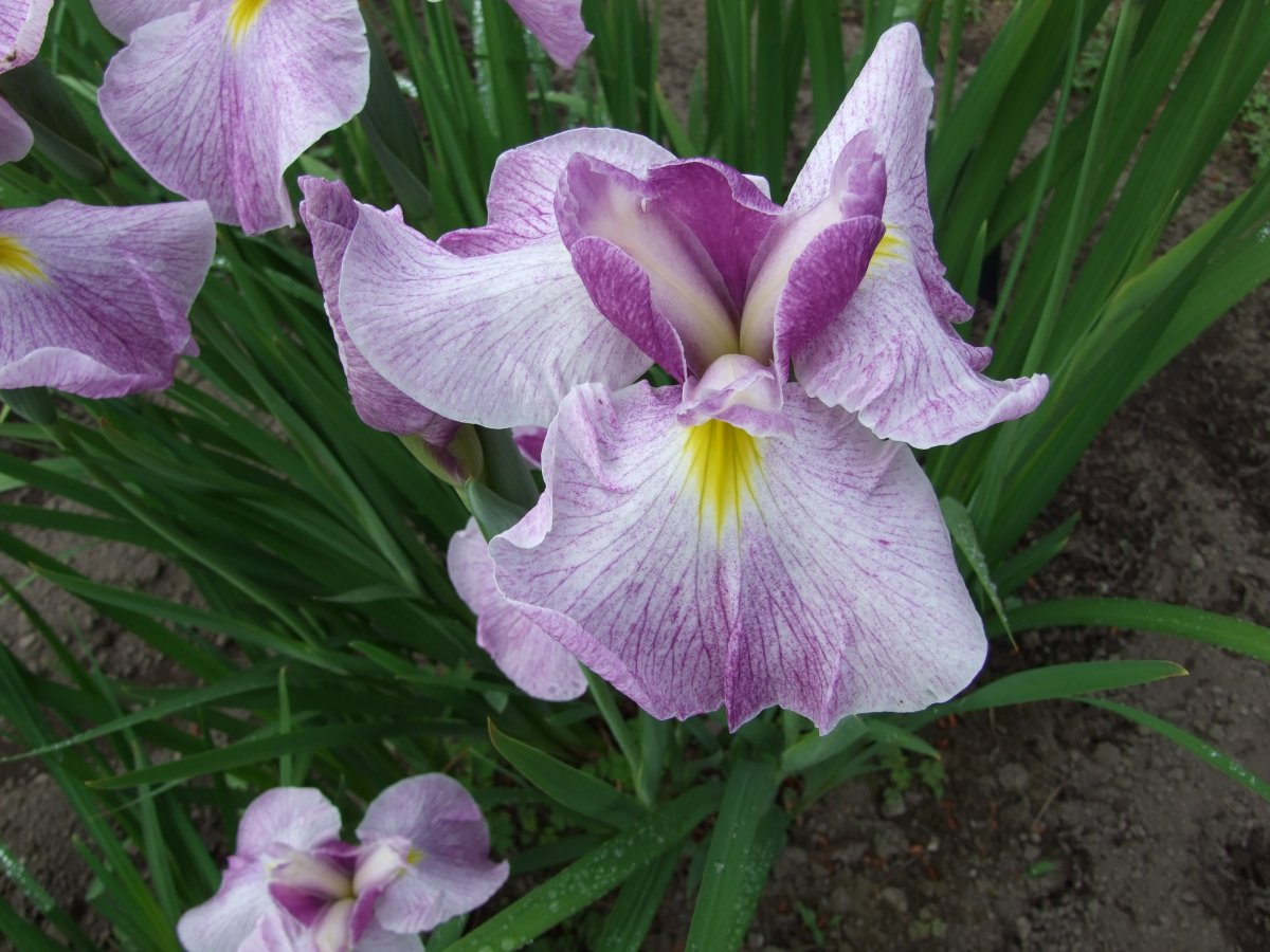 菖美