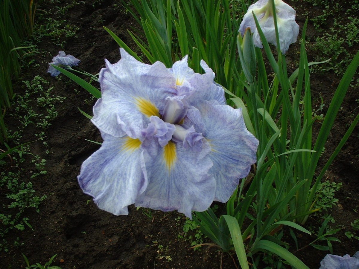 湊花の薫