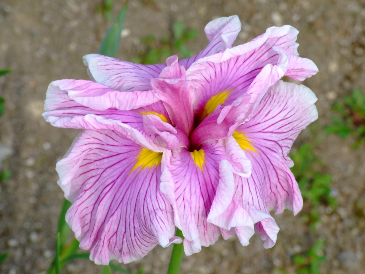 辻ケ花
