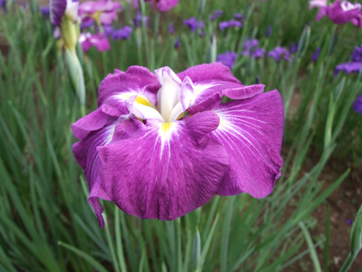 花笠