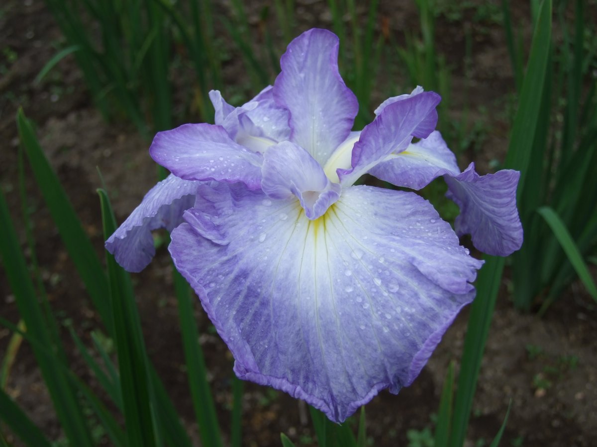 花曇