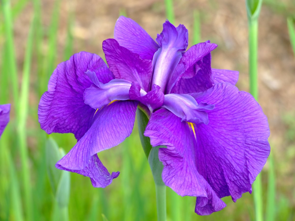 花紺青