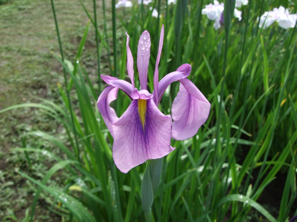 みちのく小町