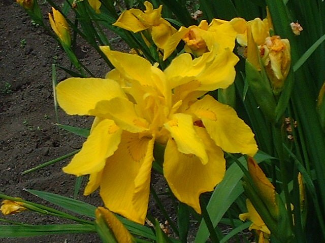 八重キショウブ